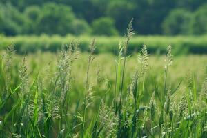 AI generated Grasses at Great Meadows National Wildlife Refuge  Massachusetts. photo