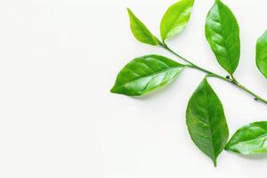 AI generated Tea leaves on a white background photo