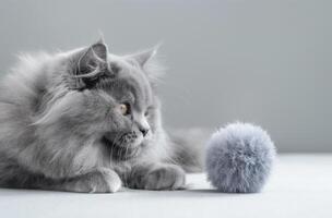 Gray cat with fluffy toy photo