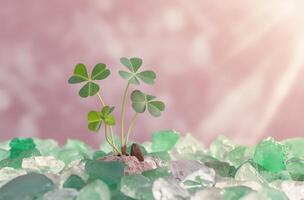 Clover growth crystal backdrop photo