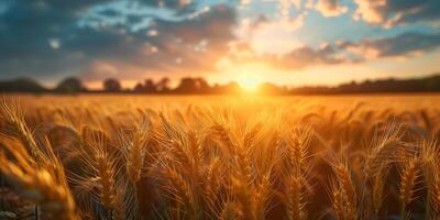 ai generado agrícola grano granja con vista a un trigo campo foto