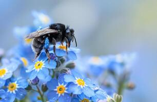 Beetle insect in the wild . Violet carpenter bee Xylocopa violacea photo