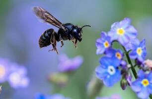 escarabajo insecto en el salvaje . Violeta carpintero abeja xilocopa violacea foto