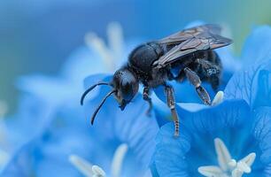 Beetle insect in the wild . Violet carpenter bee Xylocopa violacea photo