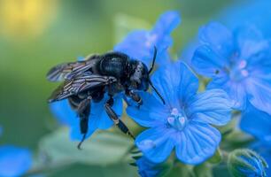 Beetle insect in the wild . Violet carpenter bee Xylocopa violacea photo