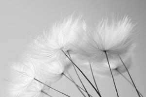 Abstract background screensaver closeup of dandelion flower and its seeds photo