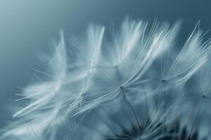 Abstract background screensaver closeup of dandelion flower and its seeds photo