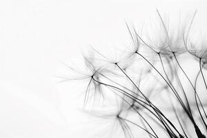 Abstract background screensaver closeup of dandelion flower and its seeds photo