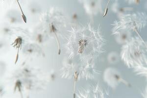 Abstract background screensaver closeup of dandelion flower and its seeds photo