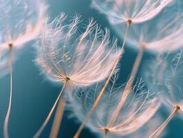 Abstract background screensaver closeup of dandelion flower and its seeds photo