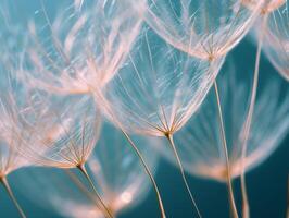 Abstract background screensaver closeup of dandelion flower and its seeds photo