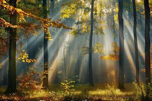 Photo of a fairytale landscape with sunlight streaming through the forest