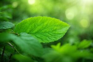 verde hojas en el luz de sol con luz de sol foto