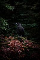 a black bird sitting on a branch in the woods photo