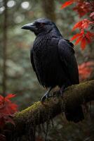 a black crow sits on a branch in the woods photo