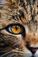 cerca arriba de un de gato ojo con naranja ojos foto