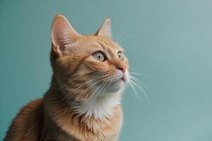an orange cat looking up at something photo
