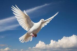 a white dove flying in the blue sky photo