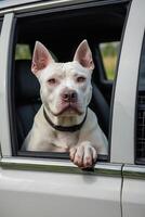 a dog sitting in the driver's seat of a car photo