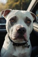 a dog sitting in the driver's seat of a car photo