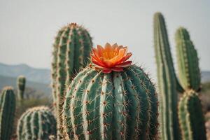 un cactus planta con un rosado flor en un maceta foto