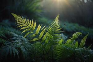 ferns in the sun with the sun shining through photo