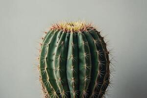 un cactus planta es mostrado en frente de un gris pared foto