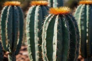 un cactus planta es mostrado en frente de un gris pared foto