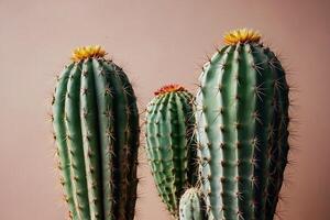 un cactus planta es mostrado en frente de un gris pared foto