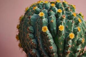 un cactus planta es mostrado en frente de un gris pared foto