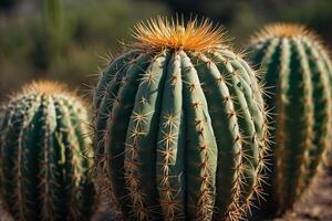 un cactus planta es mostrado en frente de un gris pared foto