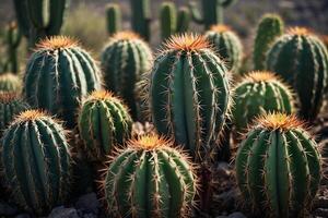 un cactus planta es mostrado en frente de un gris pared foto