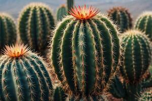 cactus plants in the desert photo