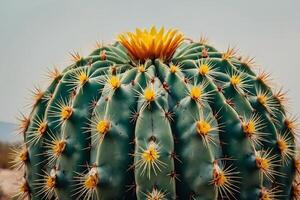 cactus plants in the desert photo