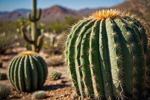 cactus plants in the desert photo