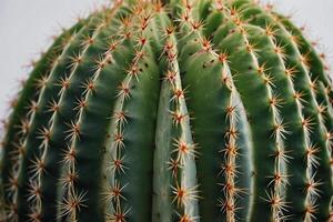 cactus plantas en el Desierto foto