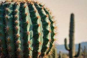 cactus plantas en el Desierto foto