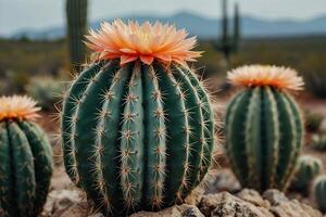 cactus plants in the desert photo