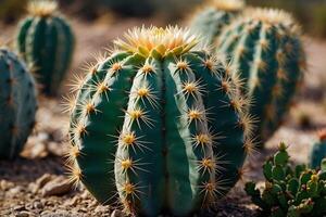 cactus plants in the desert photo