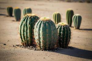 cactus plants in the desert photo