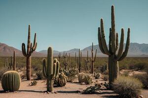 cactus plants in the desert photo