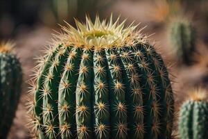 un cactus planta es mostrado en un Desierto ambiente foto