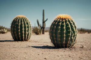 a cactus plant is shown in a desert environment photo