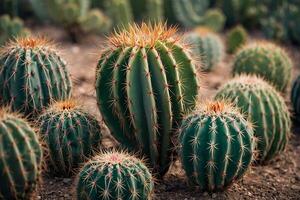 un cactus planta es mostrado en un Desierto ambiente foto