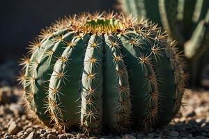 un cactus planta es mostrado en un Desierto ambiente foto