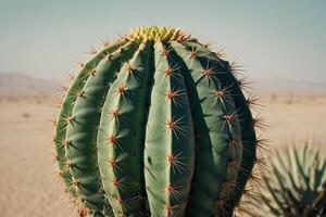 un cactus planta es mostrado en un Desierto ambiente foto