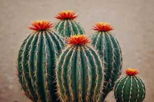 un cactus planta es mostrado en un Desierto ambiente foto