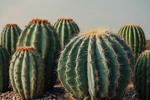 a cactus plant is shown in a desert environment photo