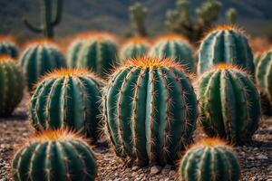 un cactus planta es mostrado en un Desierto ambiente foto