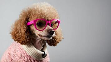 un caniche vistiendo rosado lentes y un suéter foto